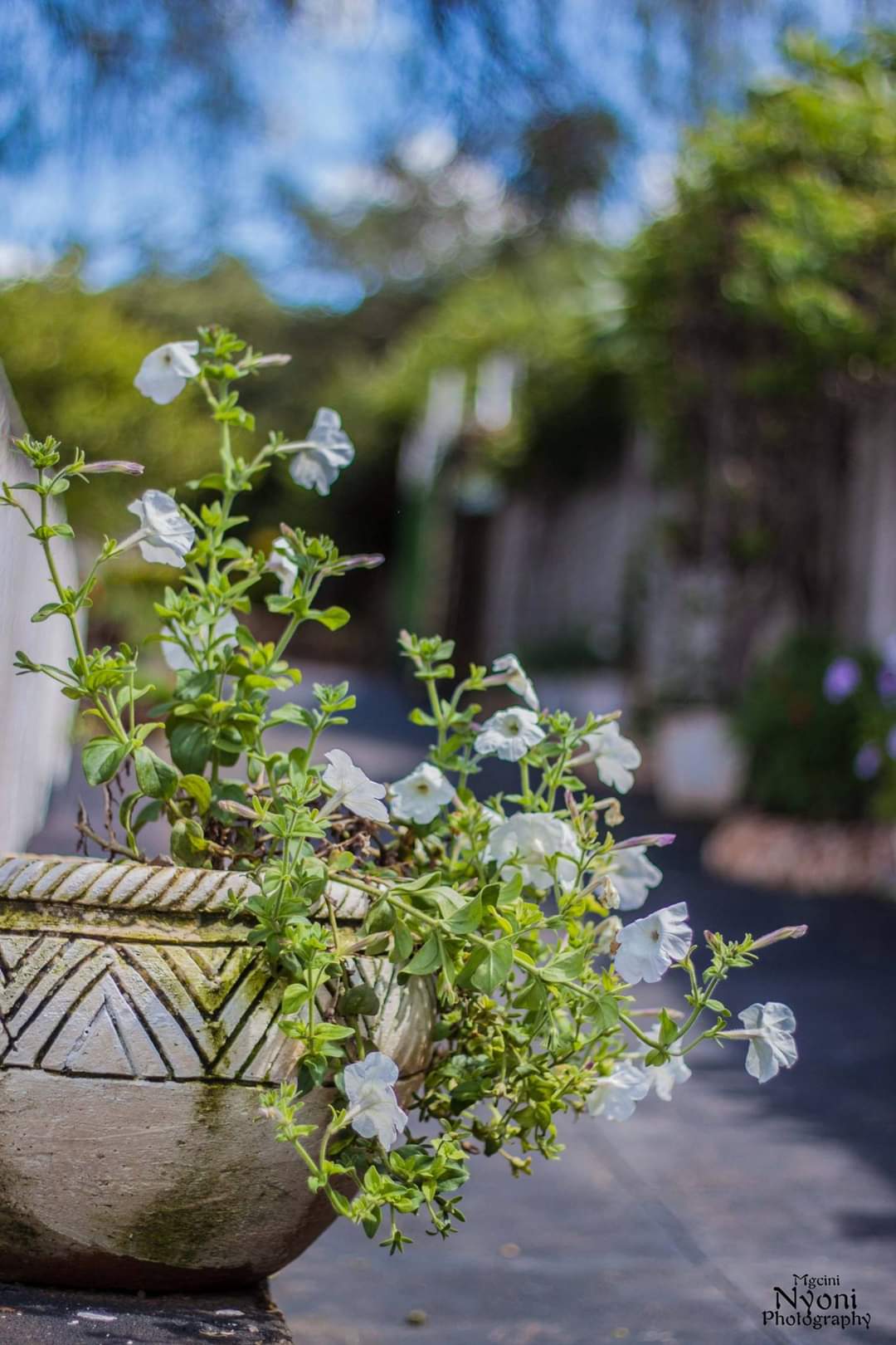Karibu Gardens  Image